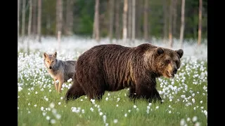 Wild wolves, bears and wolverine in Finland