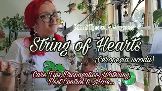 String of Hearts/Chain of Hearts - Care, Propagation, Watering, Pests and more tips & tricks