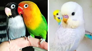 Funny Parrots Videos Compilation cute moments of the animals - Cutest Parrots #2