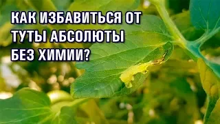 Как избавиться от ТУТЫ АБСОЛЮТЫ без ХИМИИ? ☠ Есть средство! 👍