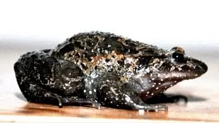 Science Bulletins: Comeback Frog Revives an Ancient Lineage