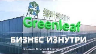 Greenleaf Бизнес изнутри