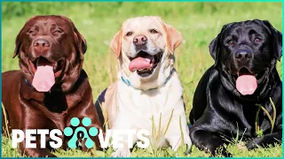 Everything You Need To Know About Owning A Labrador |  Pets In Paradise