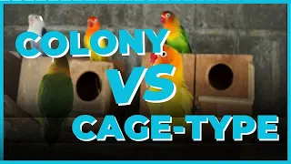 ALIN ang MAS MAGANDA sa pagbi-BREED ng IBON? 🤔 Colony or Cage-Type Breeding