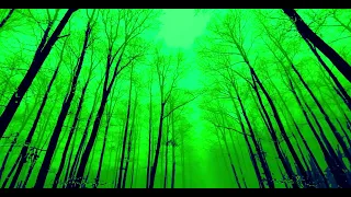 This Forest Trees HD Green Screen Video is Amazing!