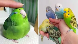 Smart And Funny Parrots Parrot Talking Videos Compilation (2023) - Cute Birds #19
