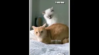 Cat memes I stole from the internet #catmemes #funnyvideo #memes #cute