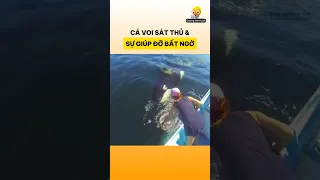 Mẹ con cá voi sát thủ và sự giúp đỡ bất ngờ