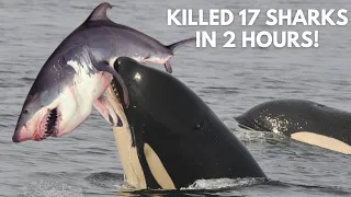 Port & Starboard ELIMINATE 17 SHARKS in 24hrs! - Most Prolific Killer Whales Ever Recorded!