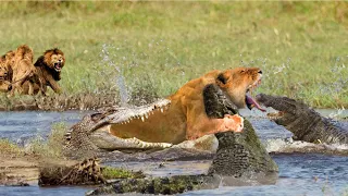 Too Dangerous! Crocodiles Receive A Bitter Ending When Attacking Lion - Lion Vs Crocodiles