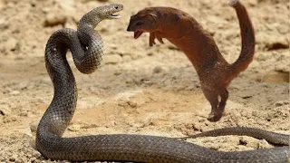 Yellow Mongoose vs Cape Cobra /Who will win the battle