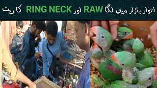 Itwar bazar birds markeet mn saray piece ka rate lga raw or ring neck k piece |bird shoq|