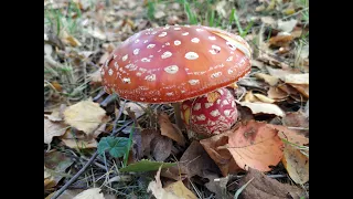 Przepis Sybiraka na preparat z muchomora czerwonego 🍄🍄🍄