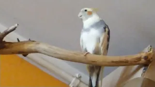 Zadowolony papug Nimfa śpiewa sobie i podgwizduje.