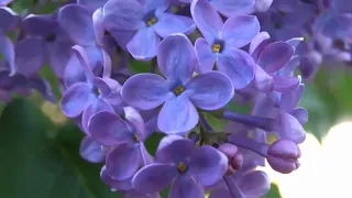 How to dehydrate lilac flowers