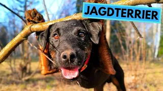 Jagdterrier - TOP 10 Interesting Facts