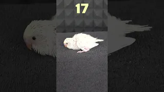 Baby Budgie 1 to 37 Day Growth Stages