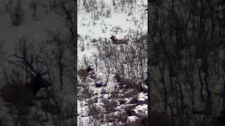 Big bull elk trying to survive winter! #hunting #viral #vortexoptics #outdoors #elkhunting #bullelk