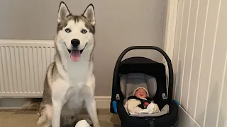 My husky meets our baby boy for the first time 💙