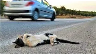 Attempt Rescue a cat in a car accident but lost life Emotional Burial of Cat RIP 😢😢😢1