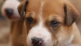 Tujering puppies - 3 weeks old!