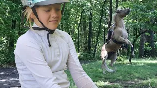 Peaches is in Trouble | Horse Training Part II