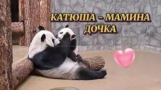 Мама Диндин очень любит Катюшу. #panda  #babypanda #katyusha