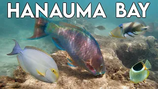 Hanauma Bay | Oahu Snorkeling Spots | Best places to snorkel HAWAII