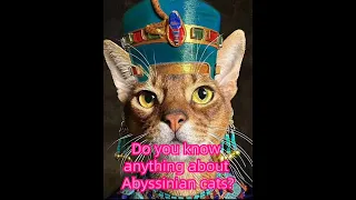 Do you know anything about Abyssinian cats?