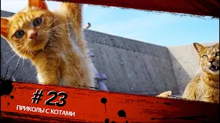 Смешные КОТЫ #23 / Лучшие приколы 2020 / Funny cats.