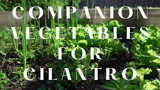 Companion Vegetables for Cilantro
