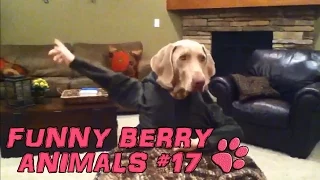 Funny animals - cute cats dogs, Pet Compilation 2015 || Funny Berry Animals #17