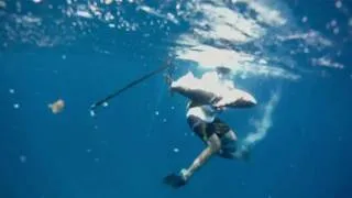 Freediving for Cobia