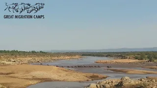 Migration Update - 9 July First Crossing on the Mara River