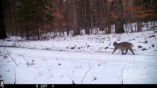 Flying Squirrel on Trail Cam & a Michigan Bobcat on a 2-Track