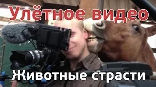 Улётное видео. Животные страсти