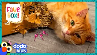 Fluffy Cat's Favorite Bed Is A Shredded Box | Dodo Kids | It's Me!