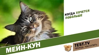 TEST.TV: Мейн-куны когда хочется побольше.