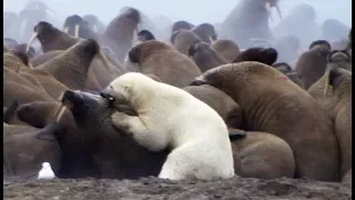 Un ours polaire attaque des morses - ZAPPING SAUVAGE