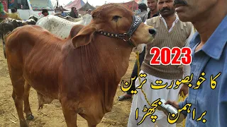 2023 Ka Khobsorat Barhman Bachra Multan Cow Mandi | SS Tv |