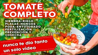 🍅 Como Plantar Tomates COMPLETO: Siembra Plagas Hongos Fertilizantes Riego Poda y mucho más