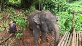 Would You Dare To Feed Those Elephants?  🇹🇭