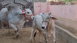 😲ITNI##SUNDER👍FIRST TIMER BACHI👍PREGNANT BY RUDRANATH MAHARAJ JI 🙏