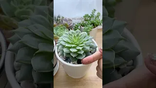 MISTAKES MAY KILL YOUR SUCCULENTS