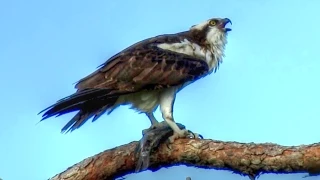 Osprey Calling - Loud and Long!