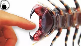 The Most Painful Animal Stings You Can Experience