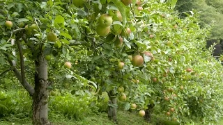 How to Grow Apple Trees - Complete Growing Guide