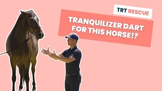 The Frustrated Horse That Wants To Dominate - TRT Rescue S01E02