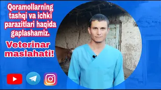 Qoramollarning tashqi va ichki parazitlari haqida gaplashamiz (JIGAR QURTI) veterinar maslahati!