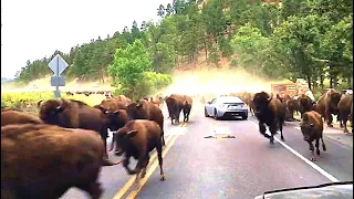 Yellowstone National Park Just Revealed That Something Is Happening Right Now Inside Yellowstone